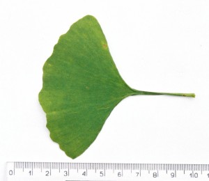 Ginkgo_biloba_02