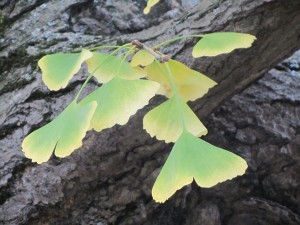 autumn-78179_960_720