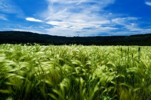 barley-871994_960_720