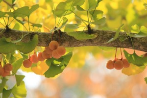 gingko-tree-610016_960_720