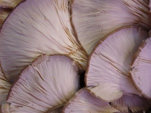 mushrooms-4791_960_720