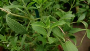 Sweet_Leaf_(Stevia)_2