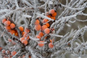 hippophae-rhamnoides-03_xndr