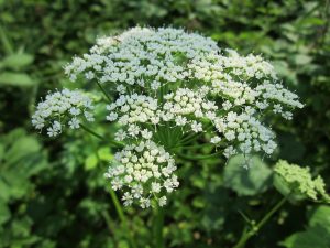 aegopodium-podagraria-846645_960_720