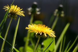 common-dandelion-331701_960_720
