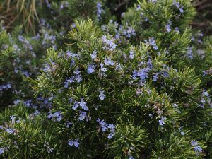 rosemary-1090418_960_720