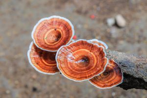 Brown mushrooms in the forest kanchanaburi of Thailand